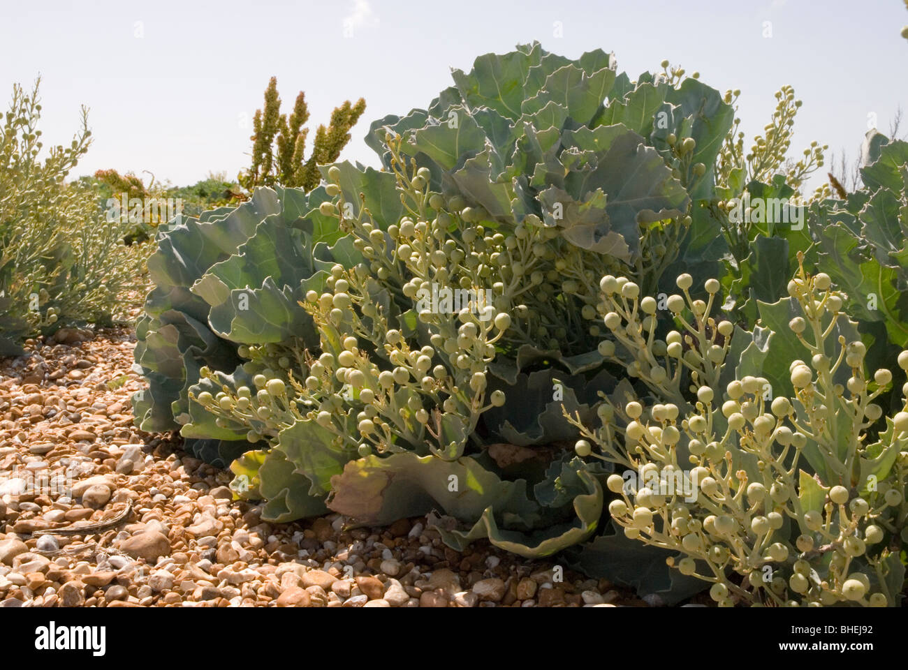 Landscape image of sea kale on a pebble beach at Dungeness, shot on a sunny day. Stock Photo
