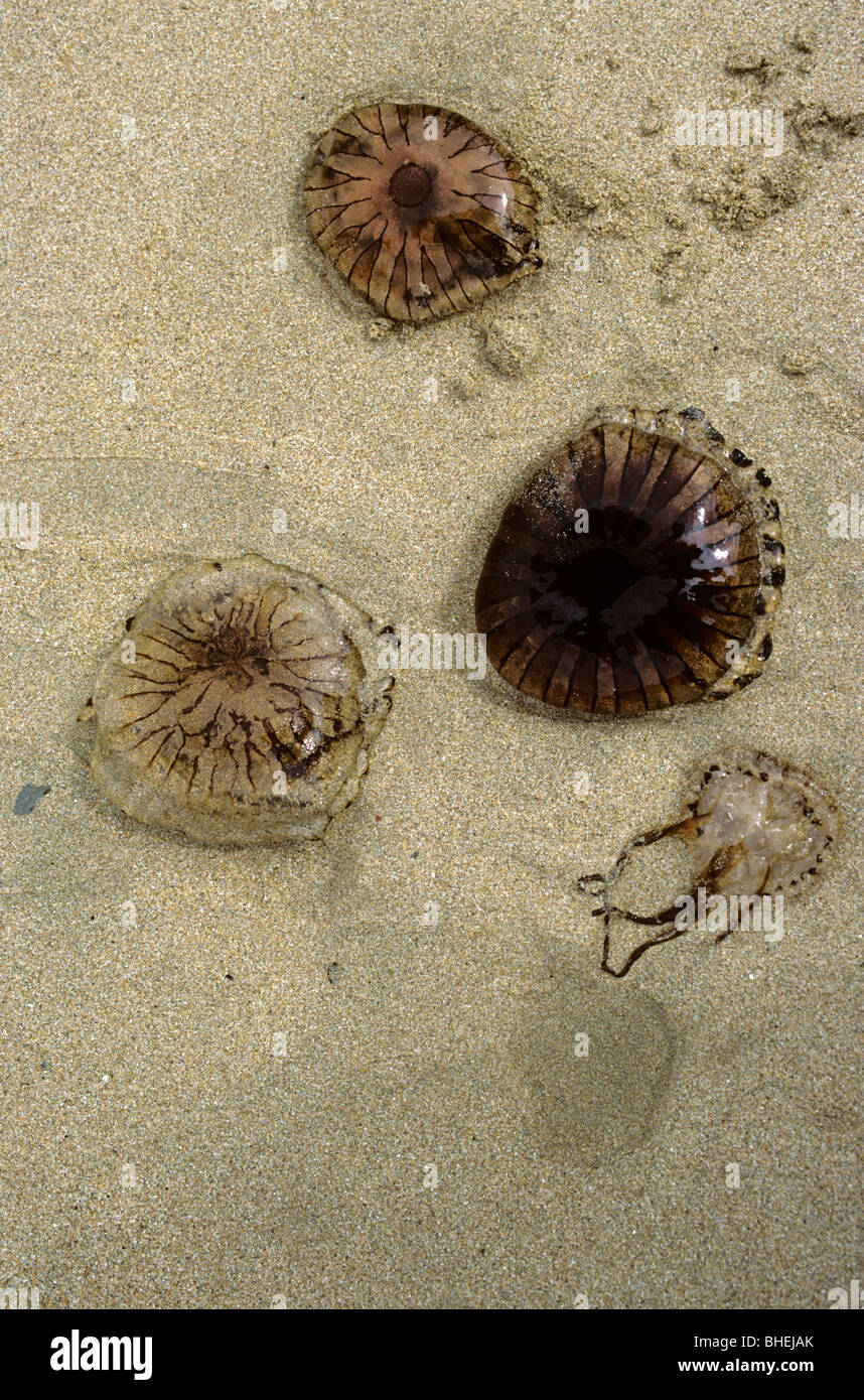 Compass jellyfish (Chrysaora hysoscella) washed up on a sandy shore UK