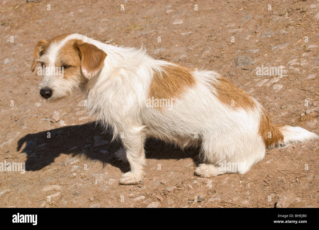 miniature long haired jack russell