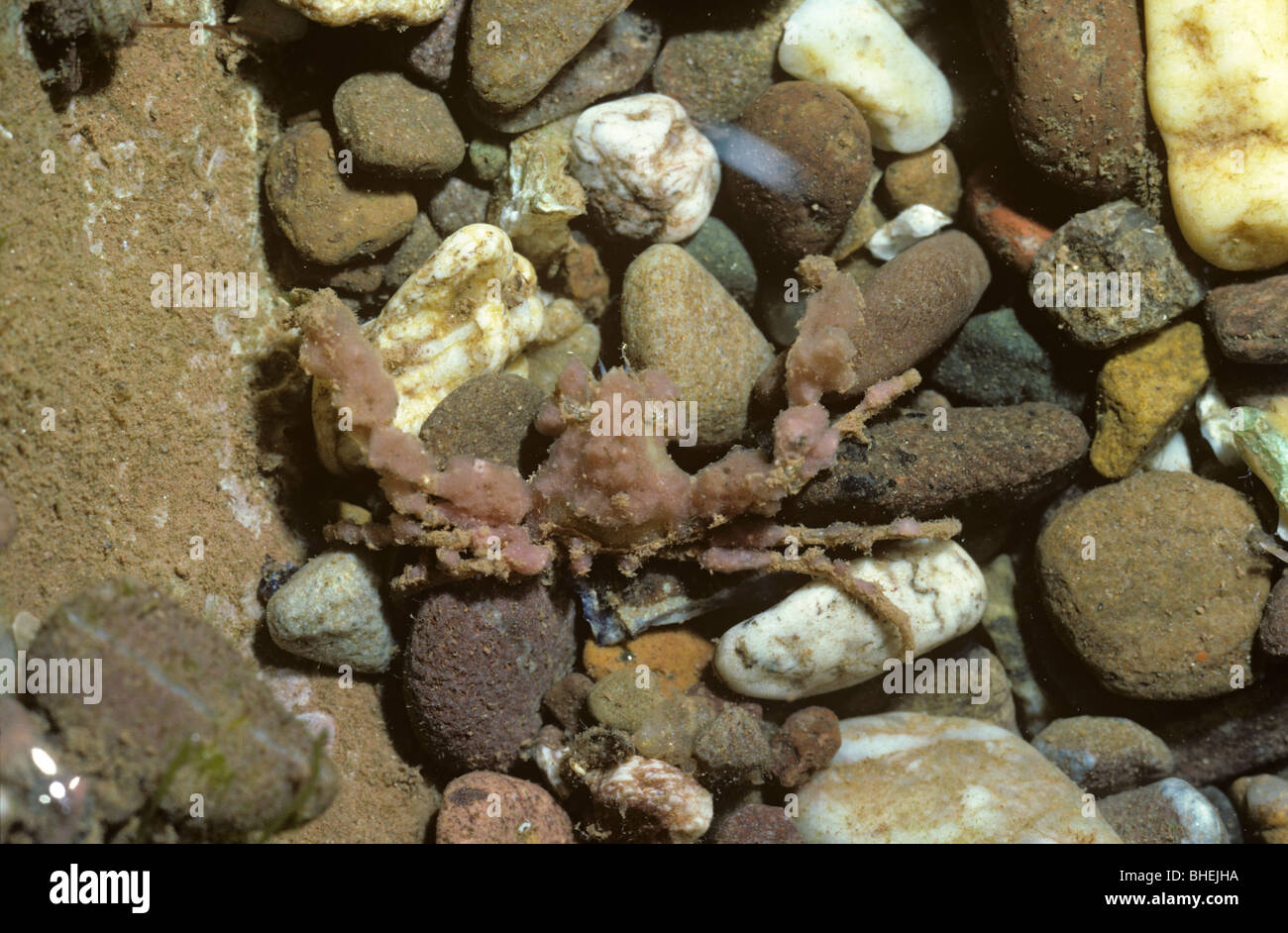 Scorpion spider crab (Inachus dorsettensis: Majidae), camouflaged with bits of sponge, in a rockpool UK Stock Photo
