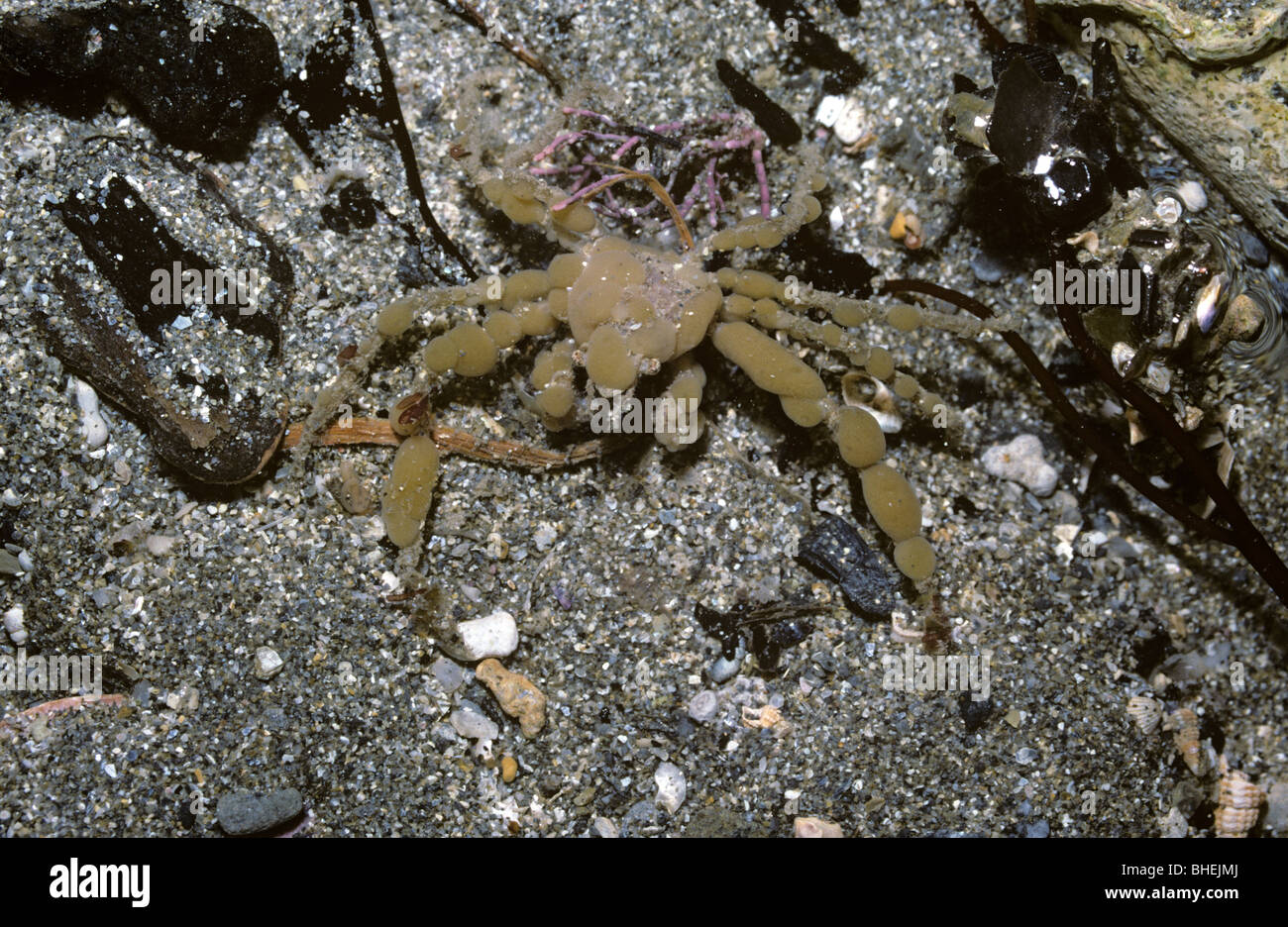 Scorpion spider crab (Inachus dorsettensis: Majidae), camouflaged with bits of sponge, in a rockpool UK Stock Photo
