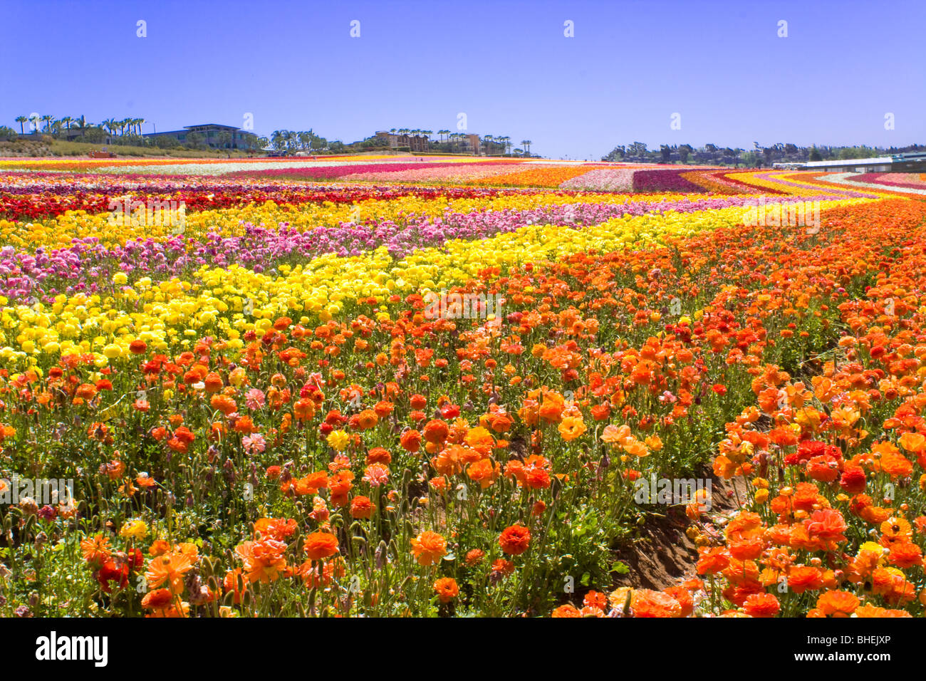 Flowers field in Carlsbad, California Stock Photo Alamy