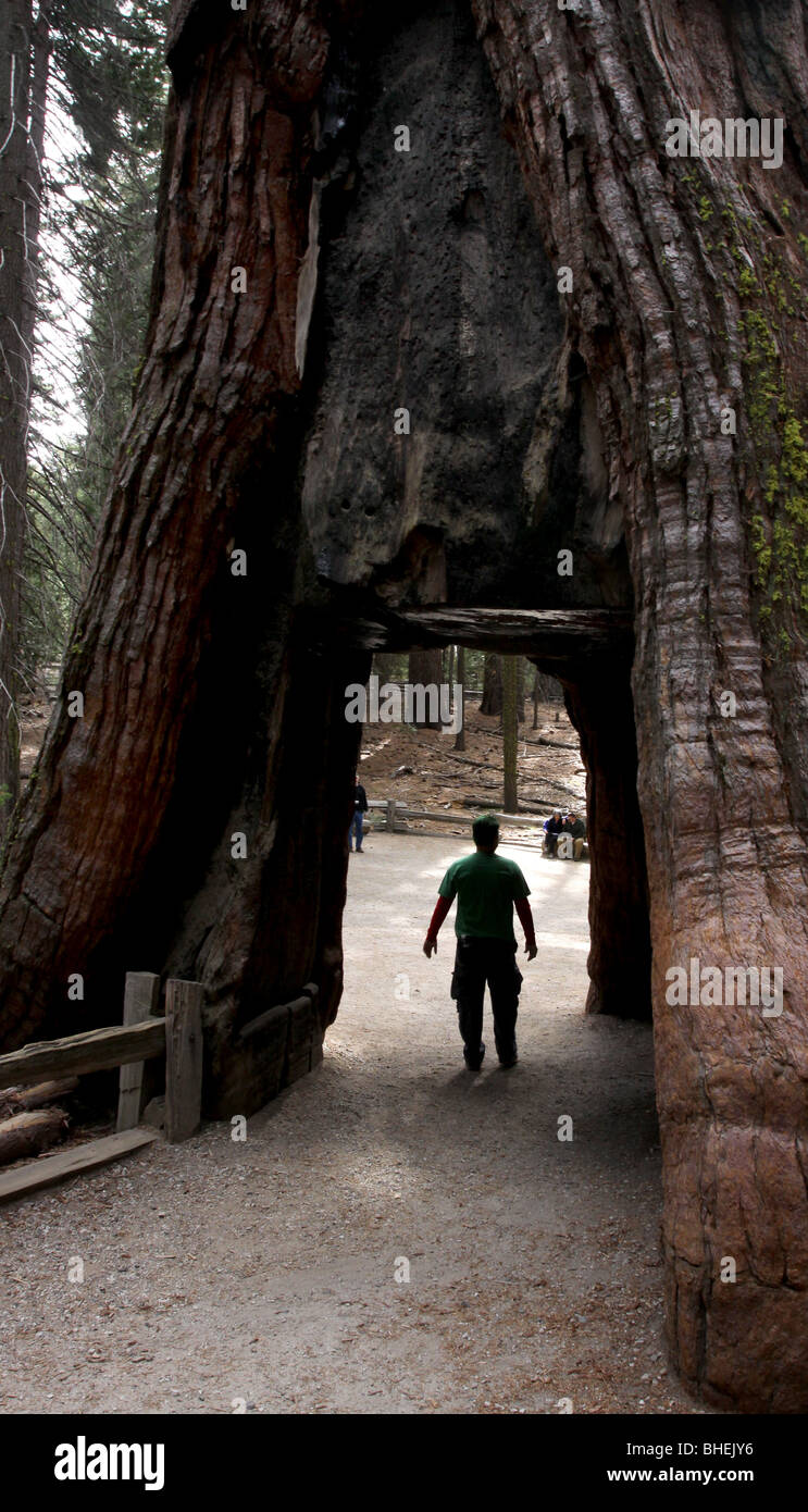Sequoia tree hole hiker Mariposa Grove Yosemite National Park Stock Photo