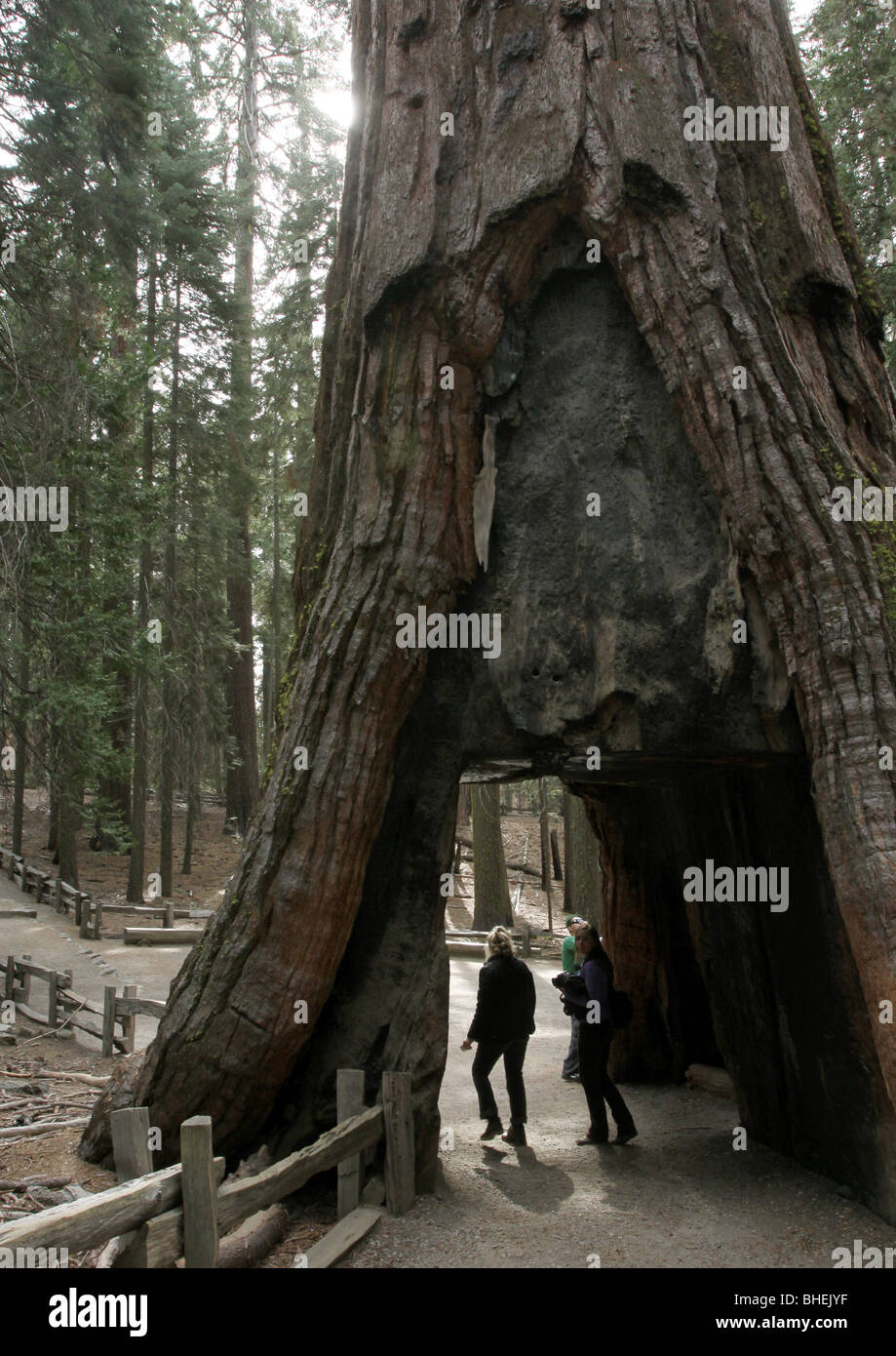 Sequoia tree hole hiker Mariposa Grove Yosemite National Park Stock Photo