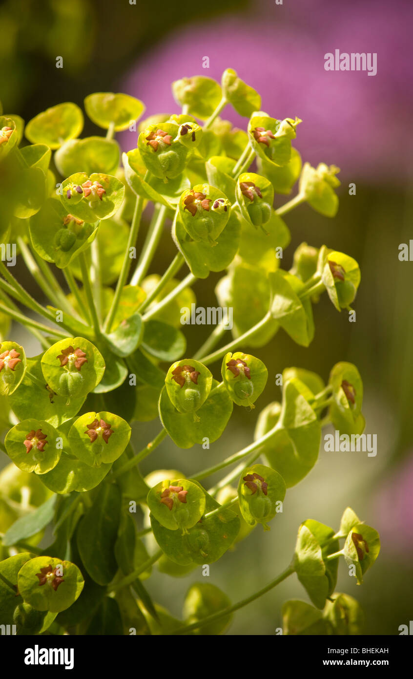 Lime green flowers of the highly toxic Euphorbia plant, also known a Spurge, growing in a UK garden Stock Photo