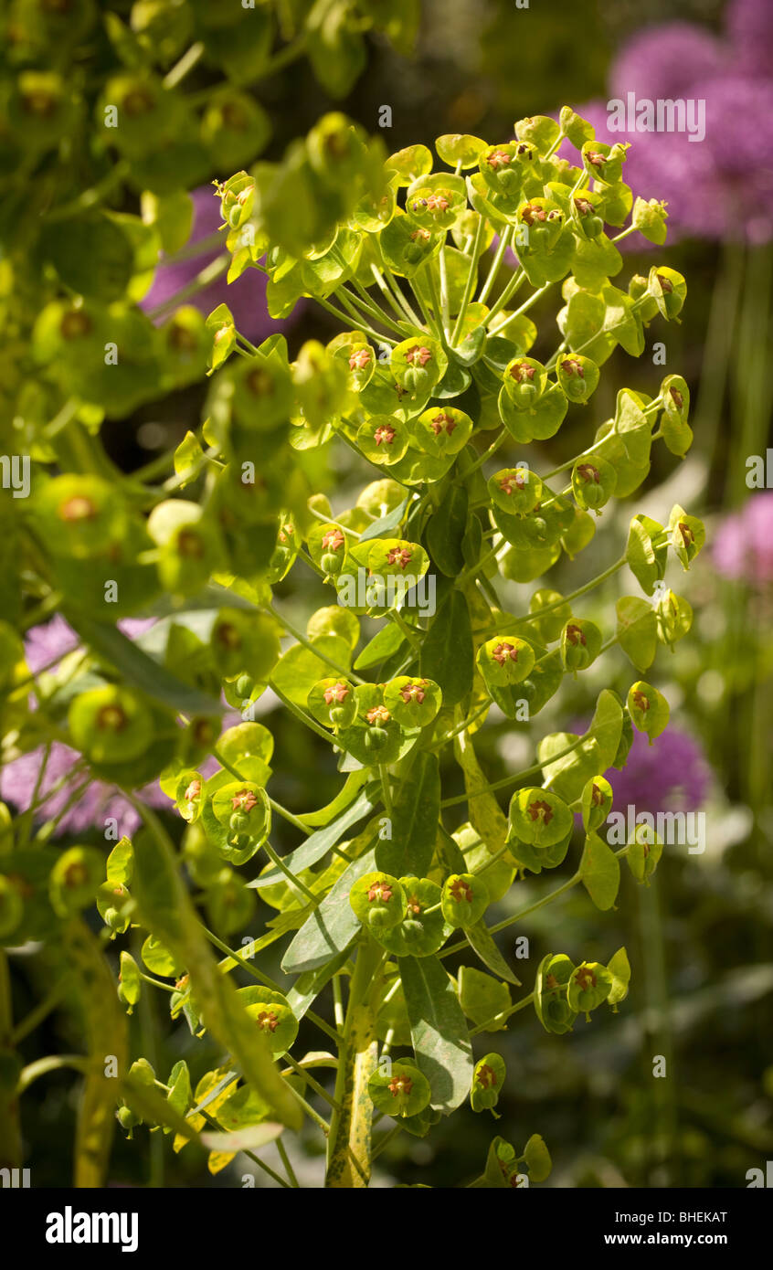 Lime green flowers of the highly toxic Euphorbia plant, also known a Spurge, growing in a UK garden Stock Photo