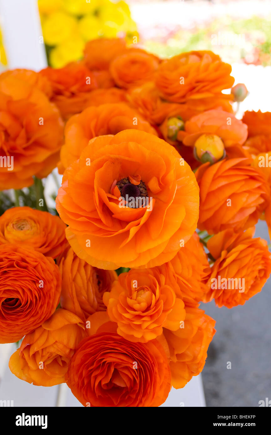 Flowers in vase Stock Photo Alamy