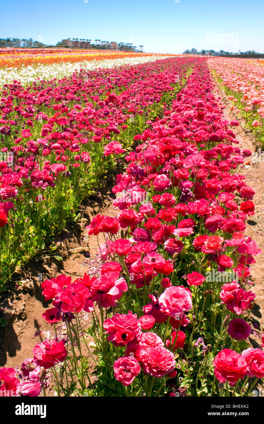 Flowers field in Carlsbad, California Stock Photo Alamy
