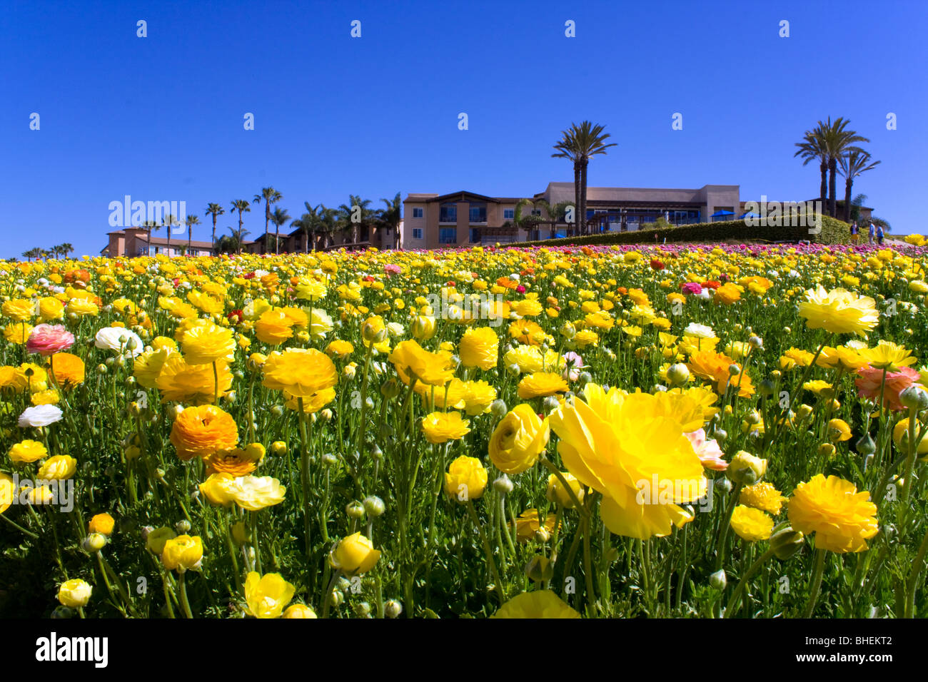 Flowers field in Carlsbad, California Stock Photo Alamy