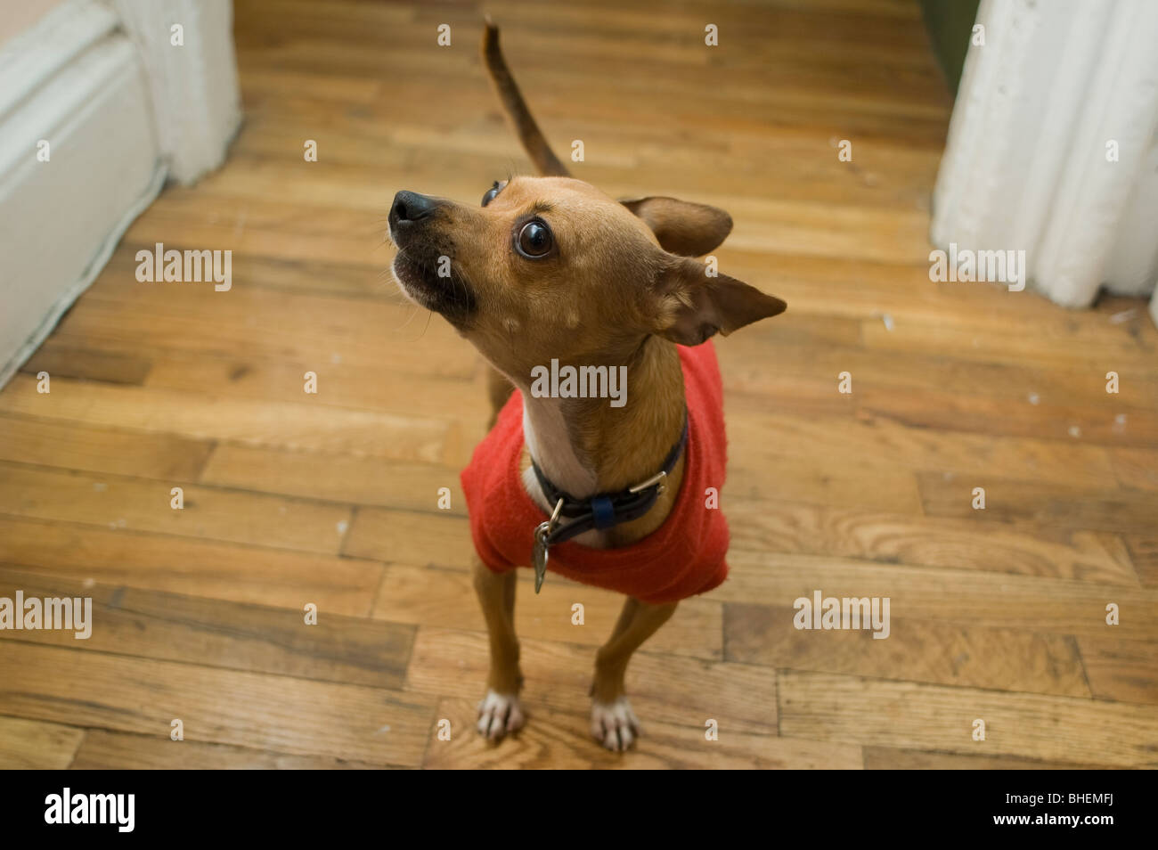 A Chihuahua has just barked. Stock Photo