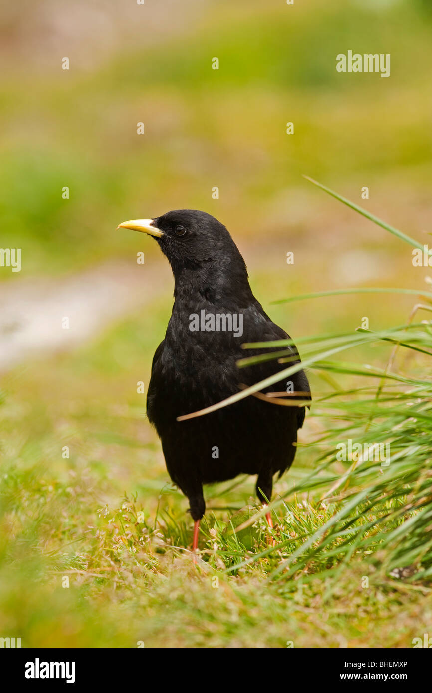 Alpine Chough above clouds, Mount Pilatus, Switzerland Stock Photo - Alamy