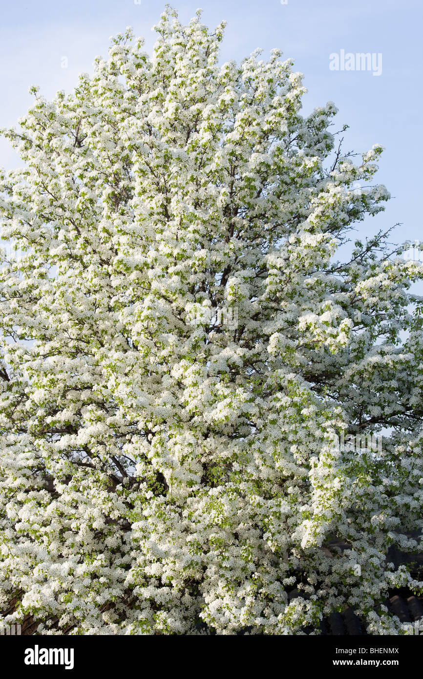 The Pear blossoms white colours in May. Stock Photo