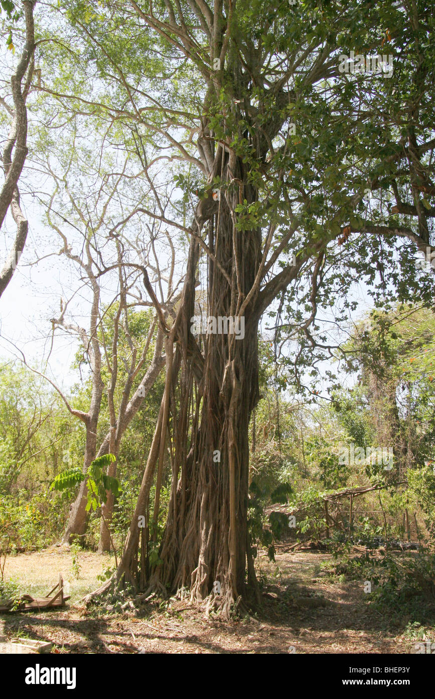 Strangler fig (Ficus thonningii) at the Colobus Trust conservation centre in Diani Kenya. Stock Photo