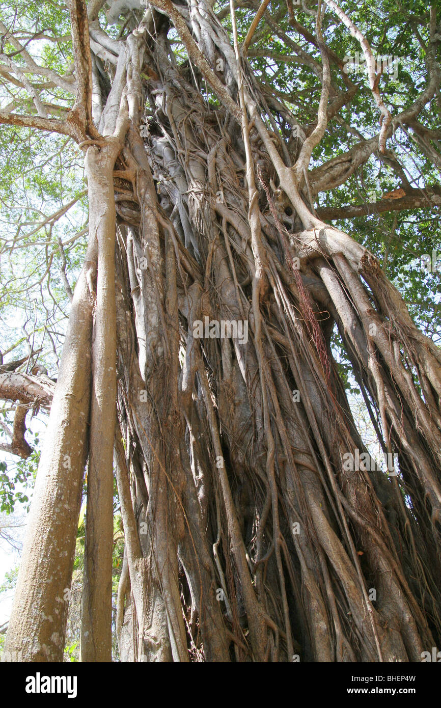 Strangler fih (Ficus thonningii) at the Colobus Trust conservation centre in Diani Kenya. Stock Photo