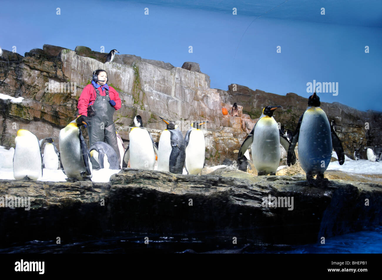 Penguins at SeaWorld, San Antonio, Texas, USA Stock Photo - Alamy
