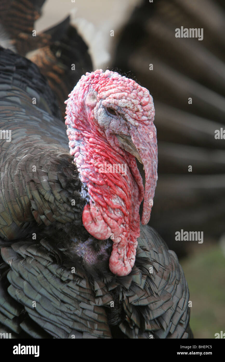 Norfolk Black Turkey (Meleagris gallopavo), a domesticated farm animal, UK. Stock Photo