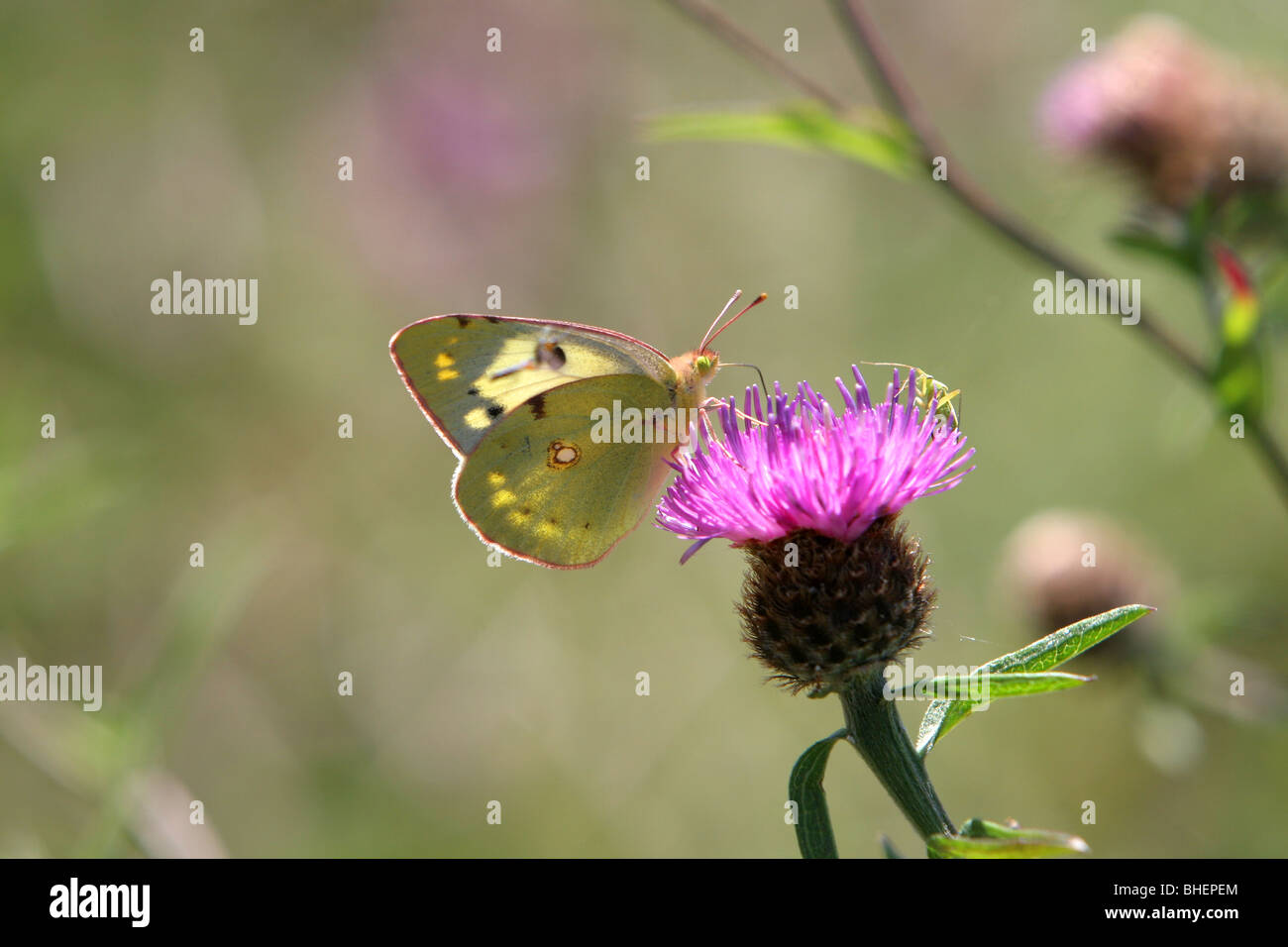 Pale clouded yellow butterfly (Colias hyale), seen in Devon UK. Stock Photo