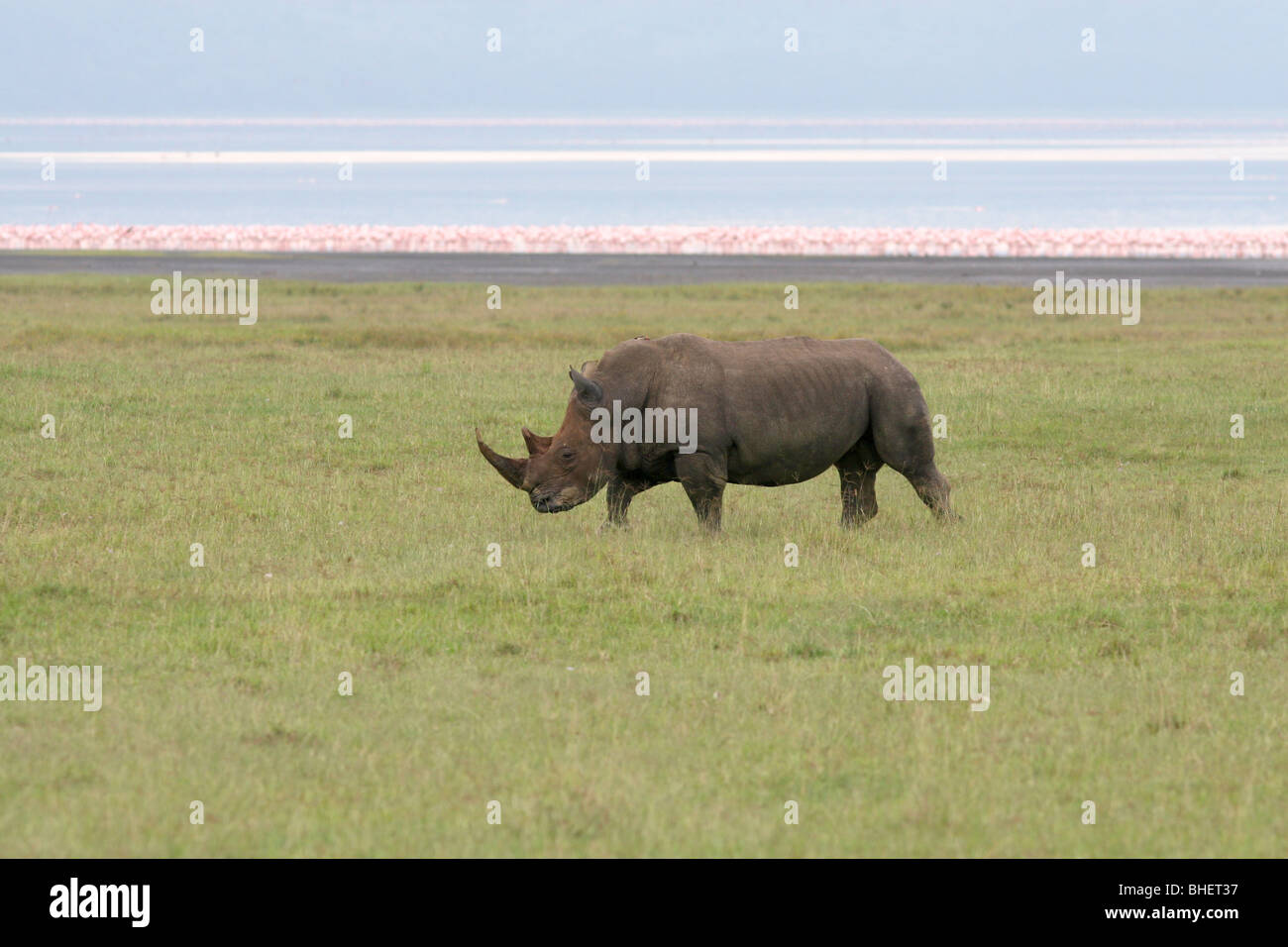 White rhino (Ceratotherium simum) at Lake Nakuru Kenya, with lesser flamingo behind. Stock Photo