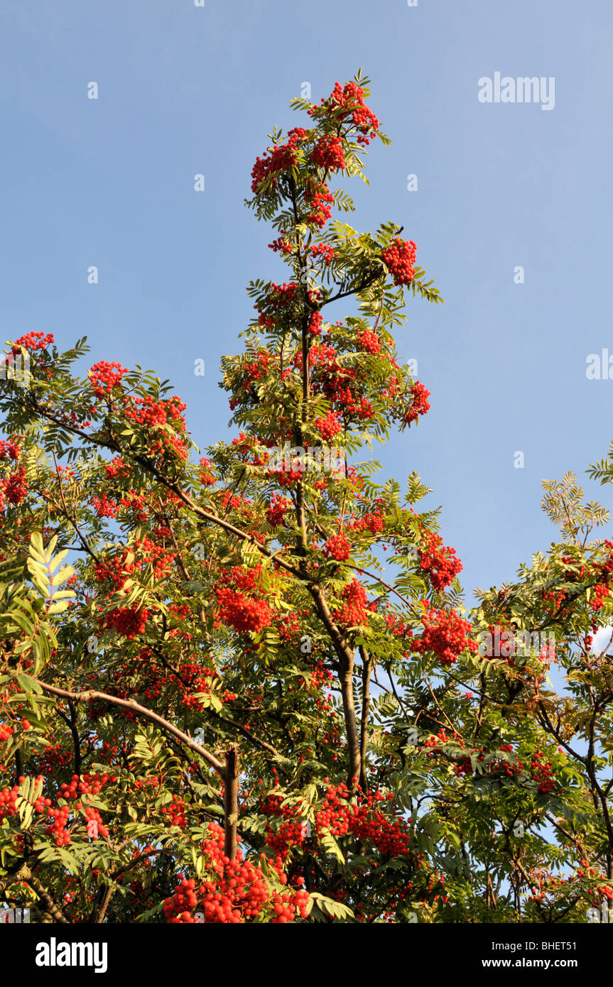 Sorbus aucuparia (European Rowan) Stock Photo