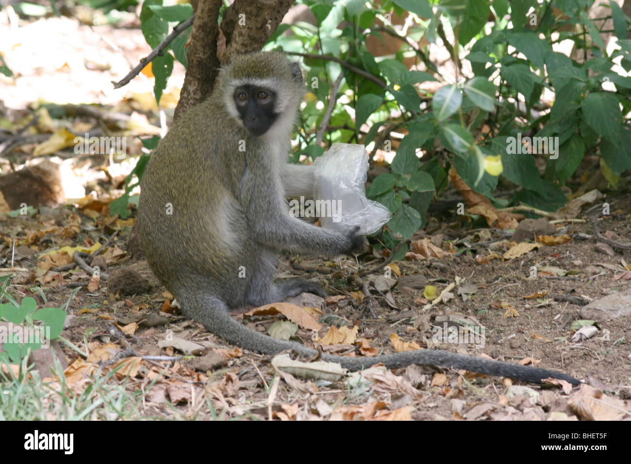 Vervet monkey with plastic bag waste, Samburu National Reserve, Kenya