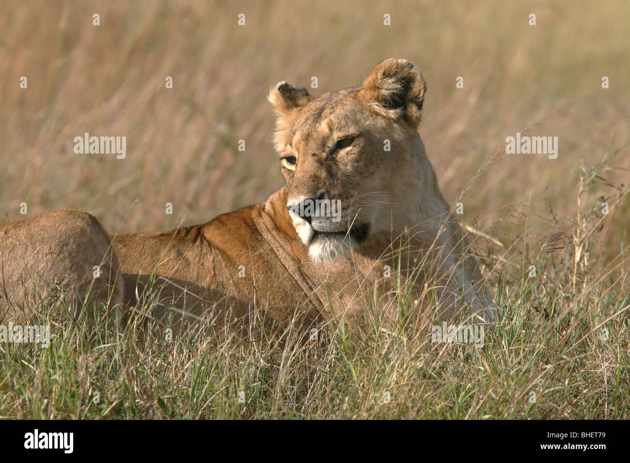 Female lion (panthera leo) in the Masai Mara National Reserve, Kenya. Stock Photo