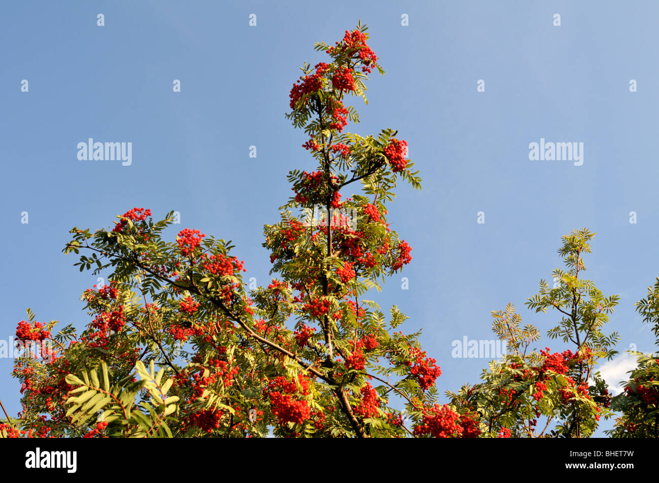 Sorbus aucuparia (European Rowan) Stock Photo