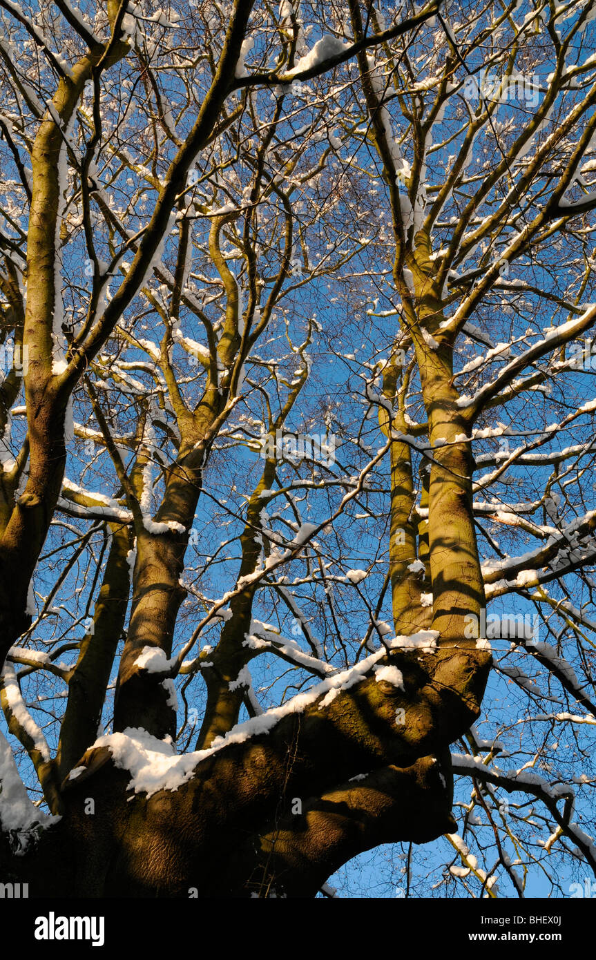 Snow on tree branches with sunny blue sky behind. Snow in the south of ...