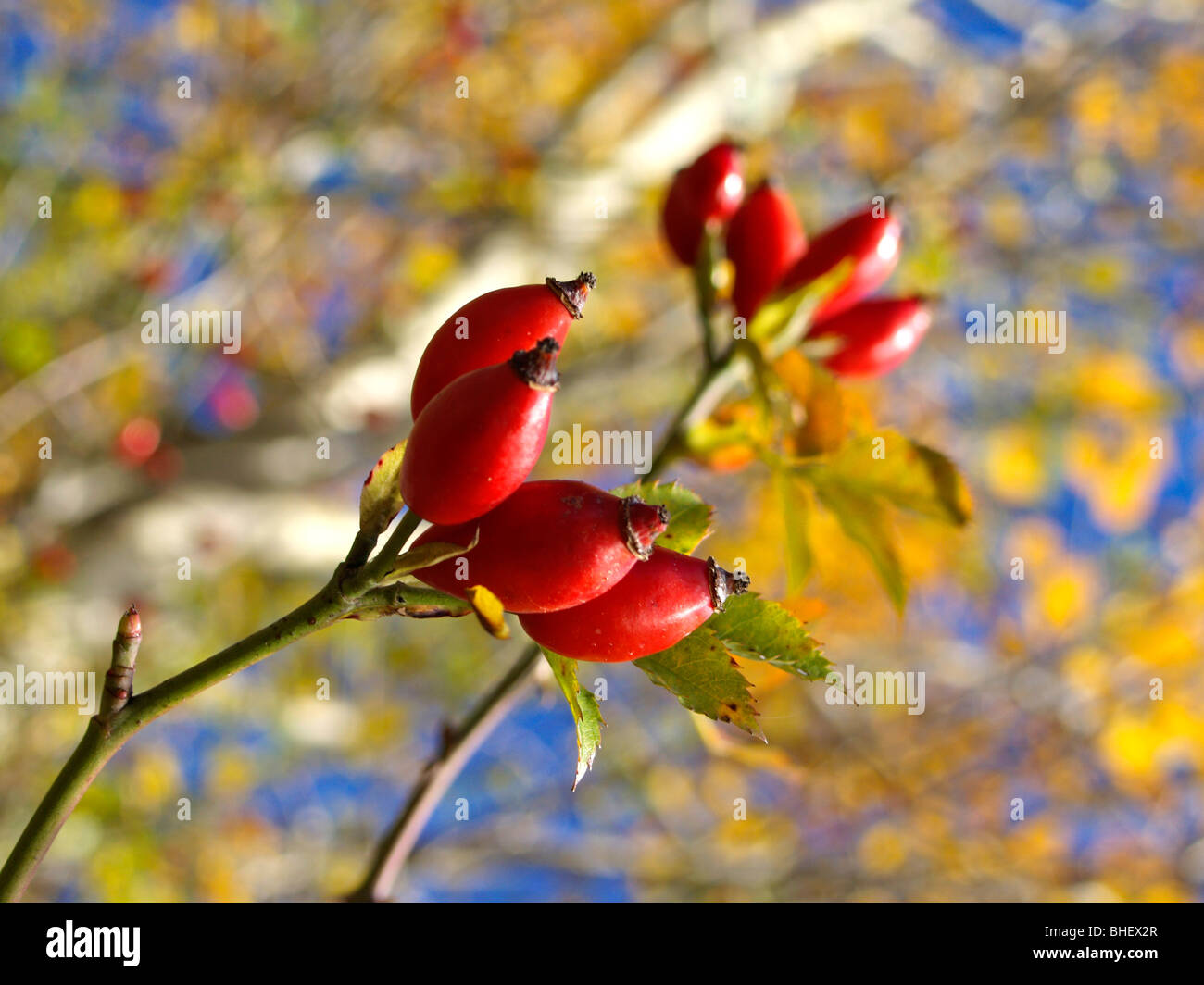 Hagebutten im Herbst, Rosehips in autumn Stock Photo