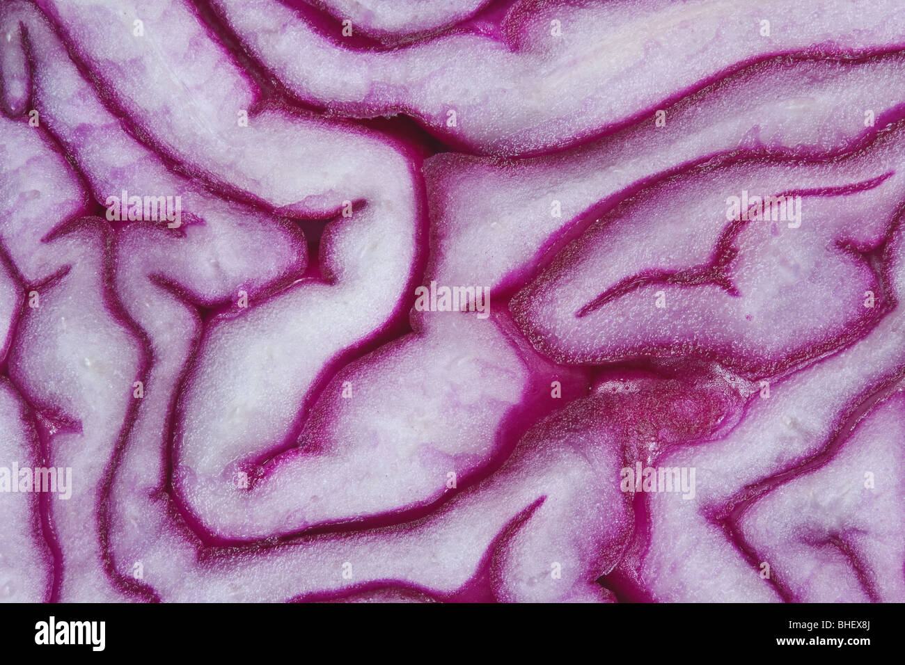 Macro image of cut red cabbage Stock Photo