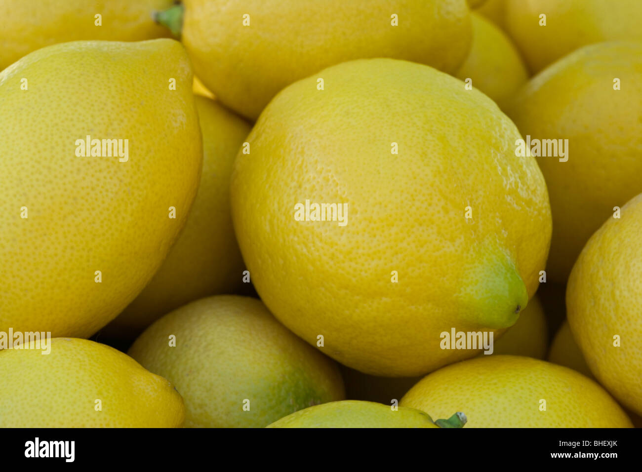 Lemons, harvested 'Citrus limon'. Stock Photo