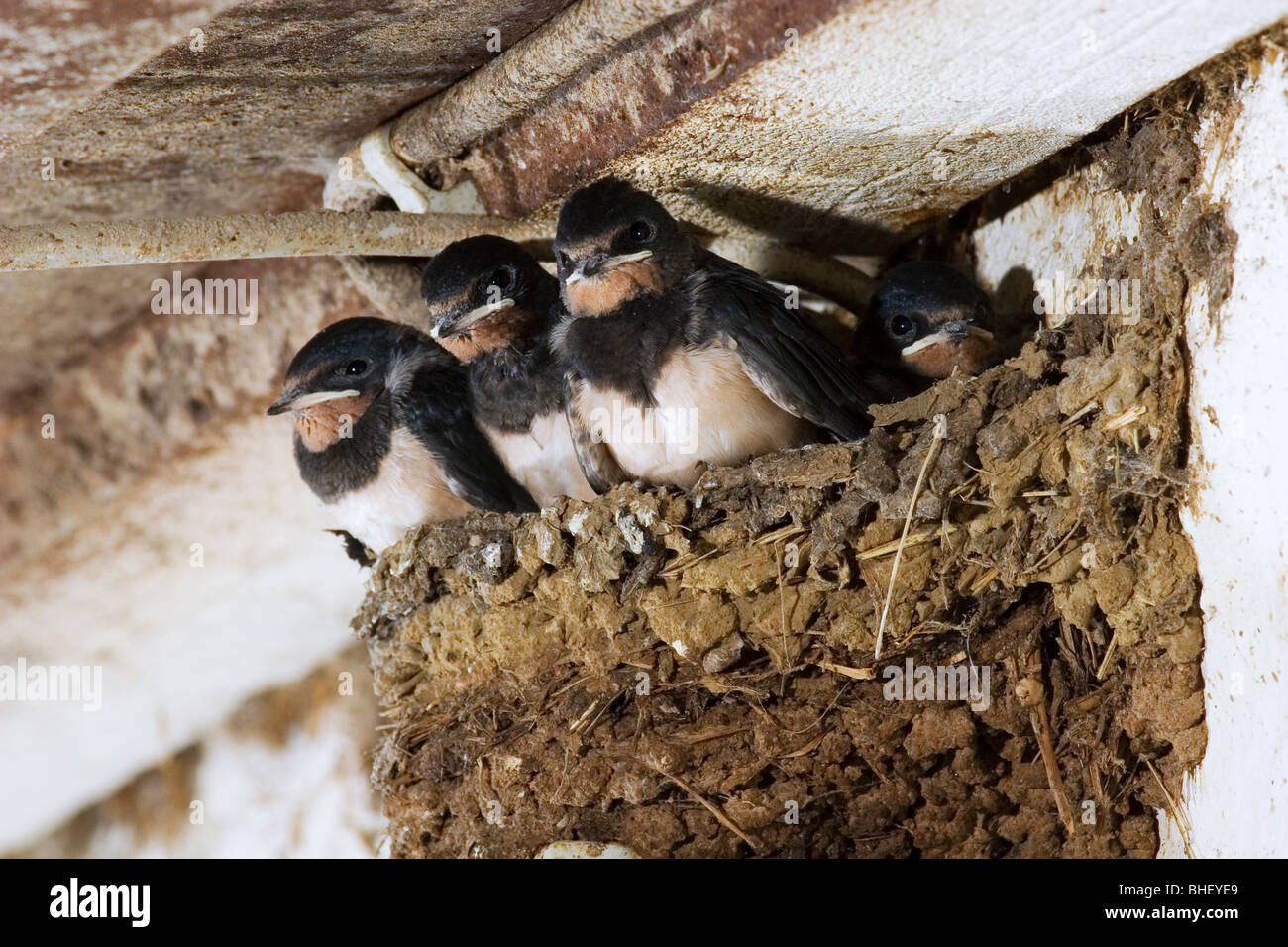 Fledglings of Barn Swallows (Hirundo rustica) in the nest. Swallow's nest on light switch in the cowshed - Bavaria/Germany Stock Photo