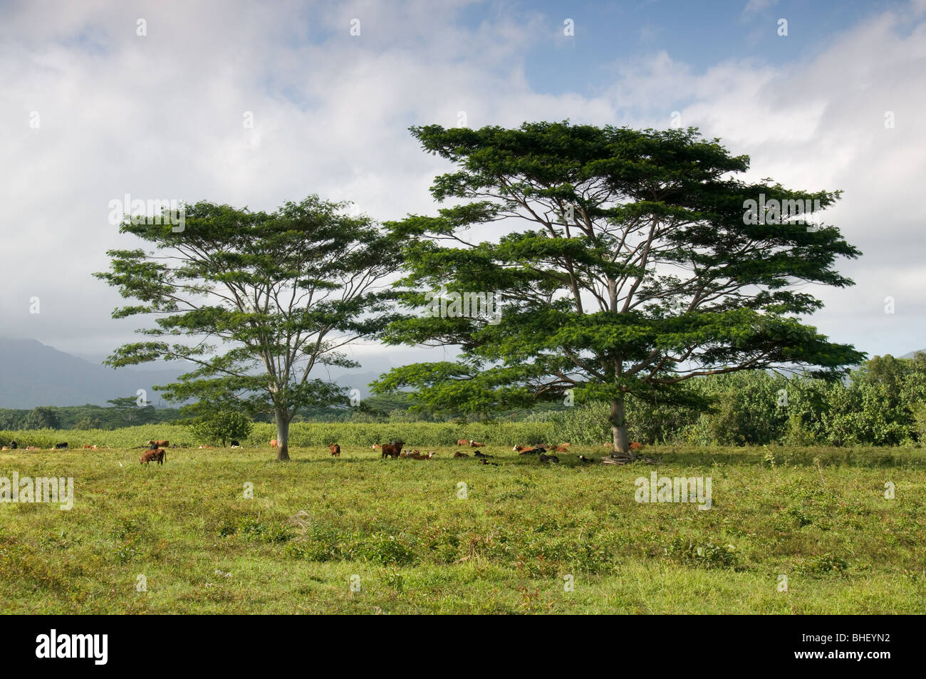 Cattle standing under shade trees in field. Kauai, Hawaii Stock Photo