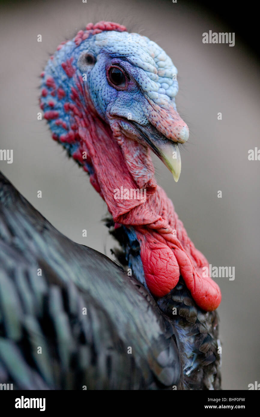 Wild Turkey portrait - Meleagris gallopavo Stock Photo
