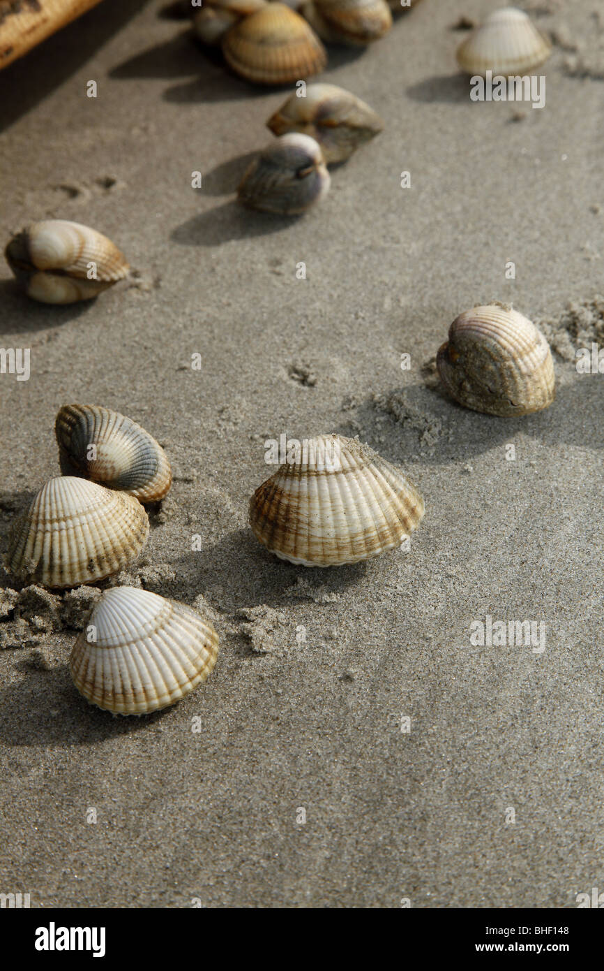 Fishing from the shore in the Bay of Somme (80) : cockles Stock Photo