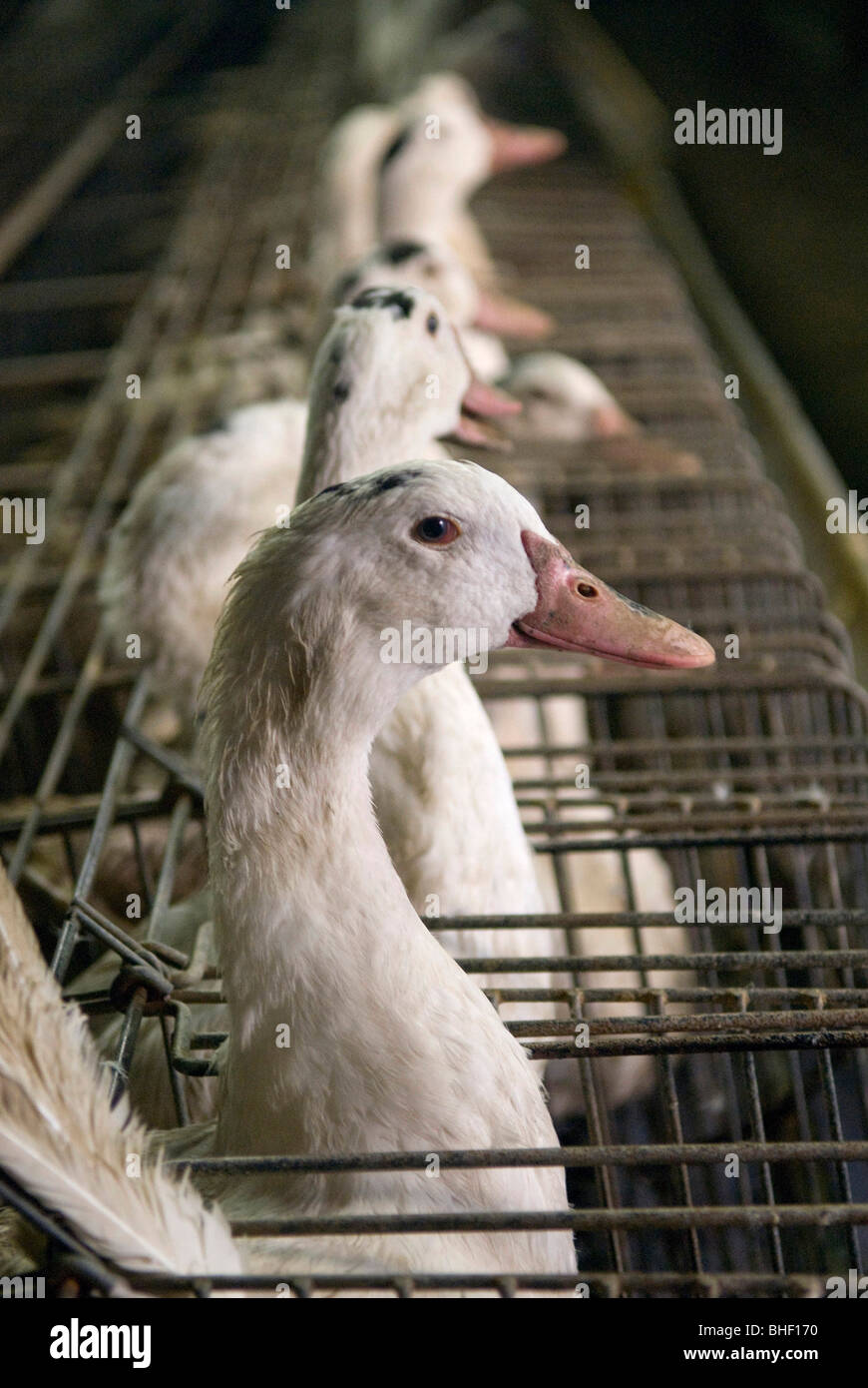 Foie gras forcefeeding of ducks Stock Photo Alamy