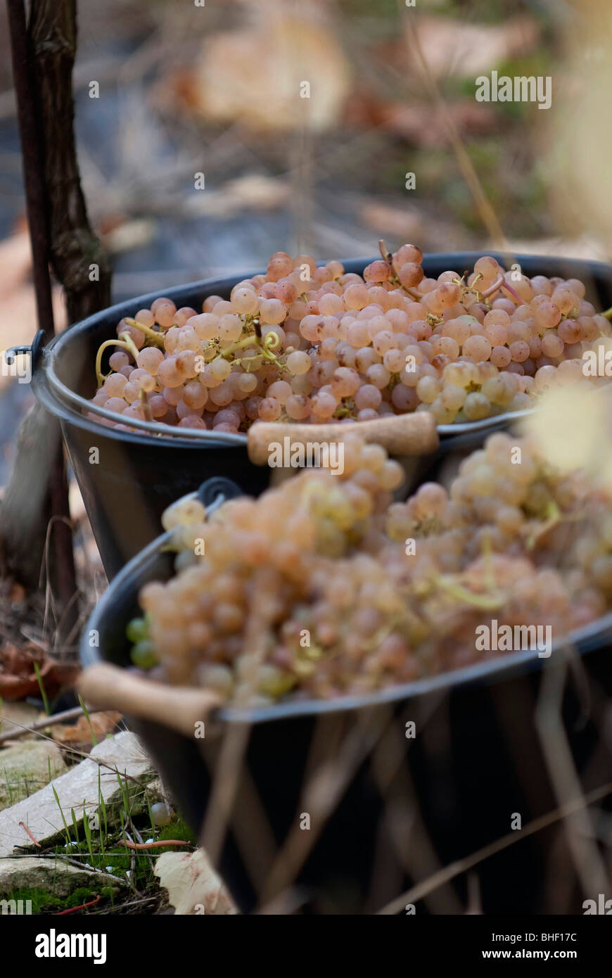 Norman wine from the Calvados department: 'Les Arpents du soleil' Stock Photo