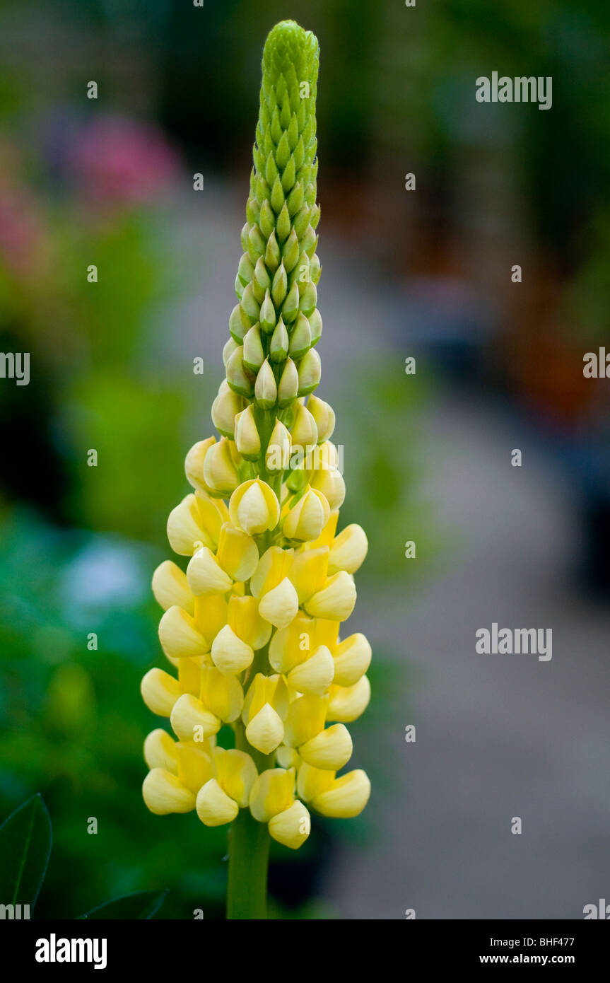 Yellow Lupin flower plant summer Stock Photo Alamy