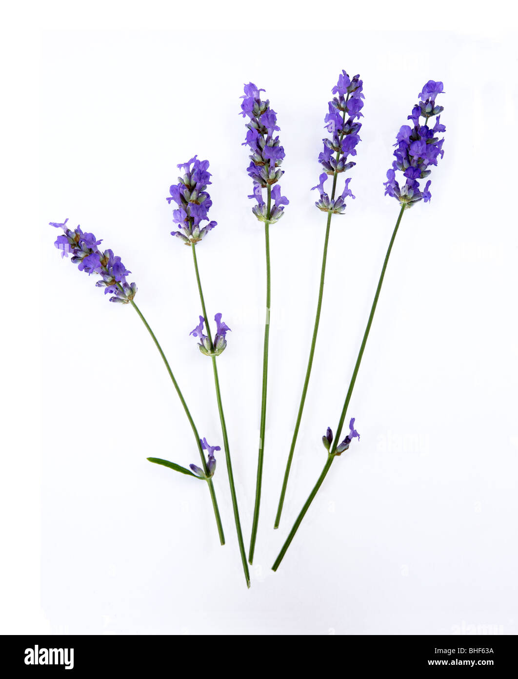 Five stems of lavender flowers on a white background. Stock Photo