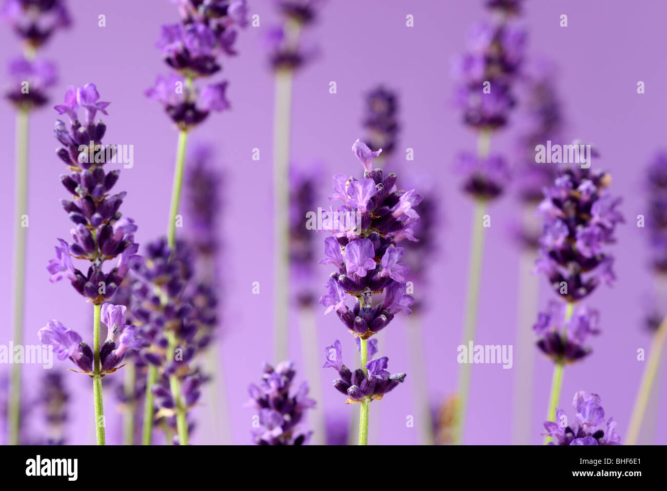 Spikes of purple lavender flowers on purple background. Stock Photo