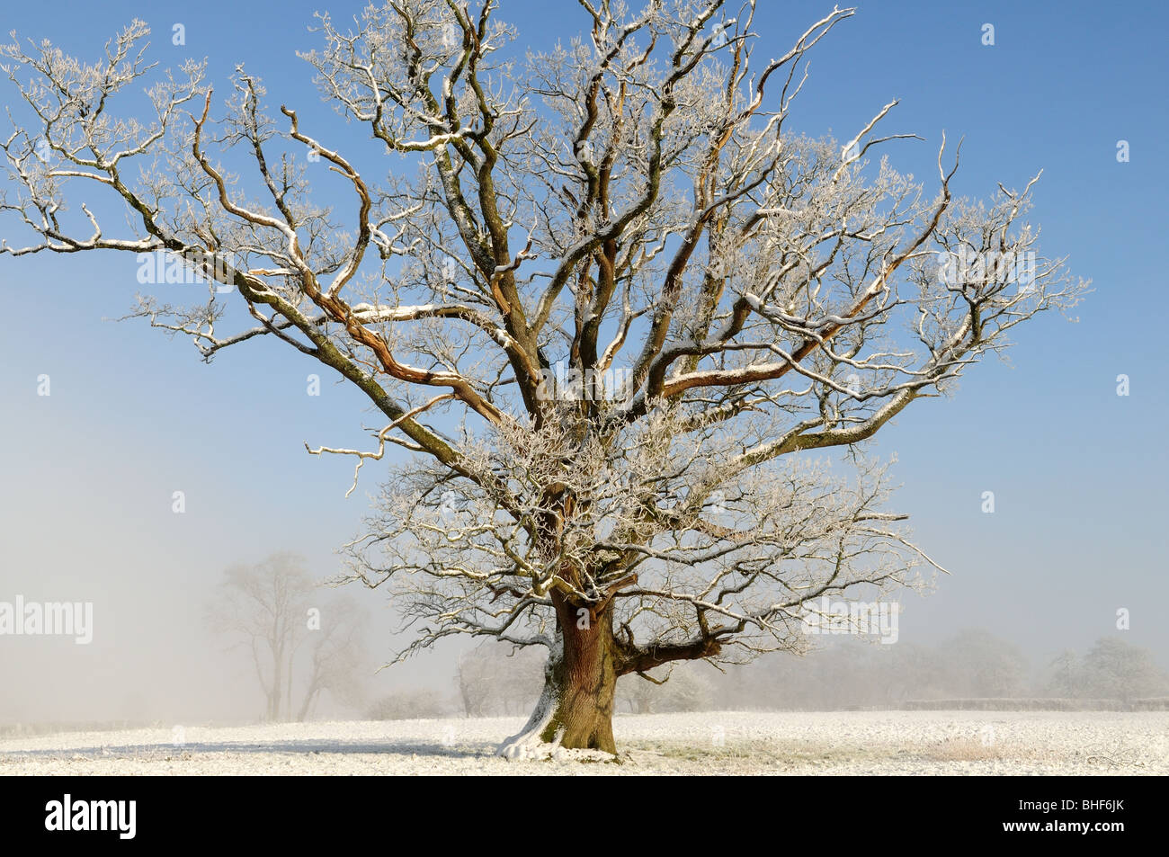 Snow covered mature oak tree in early morning mist Dryslwyn Tywi Valley Wales Cymru UK GB Stock Photo