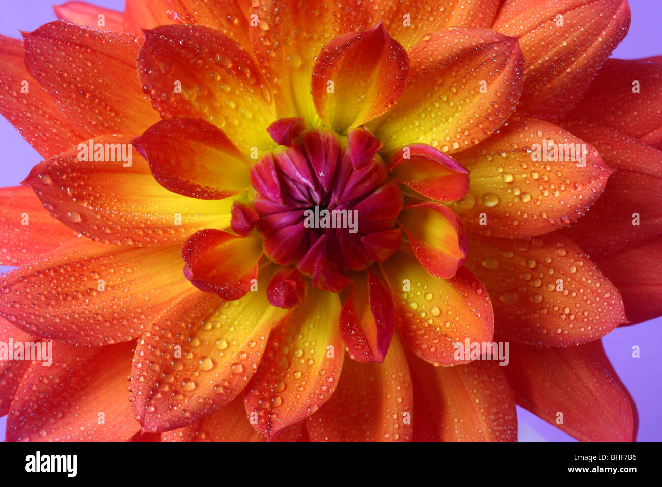 Extreme close up of center of orange, yellow and purple dahlia with water drops and a purple background. Stock Photo