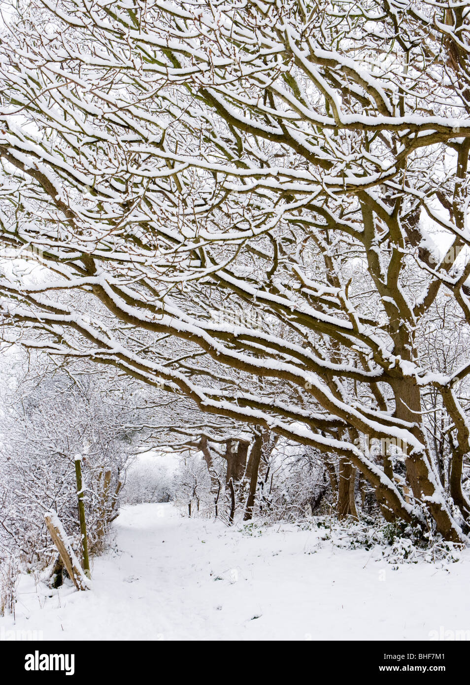 Path under snow laden trees. Send, Surrey, UK. Stock Photo