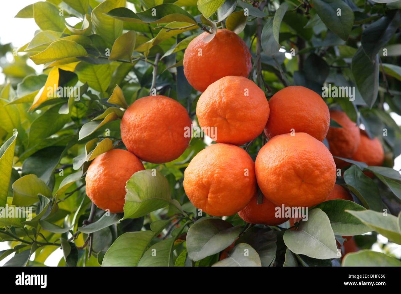 Ripe oranges growing on tree in Marrakech, Morocco. Stock Photo