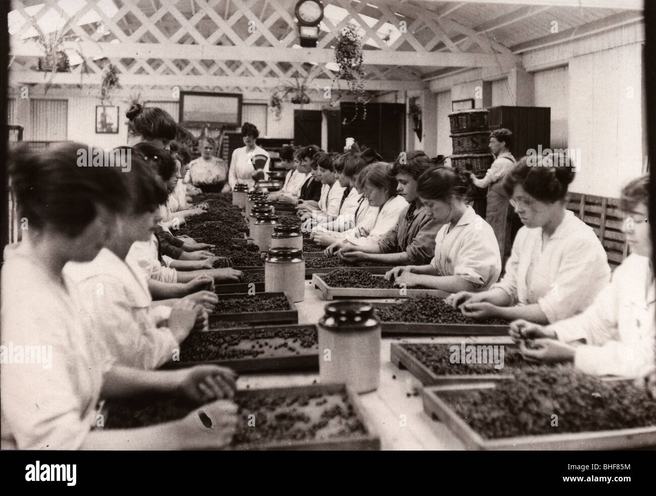 Sorting blackcurrants, Rowntree factory, York, Yorkshire, 1920. Artist