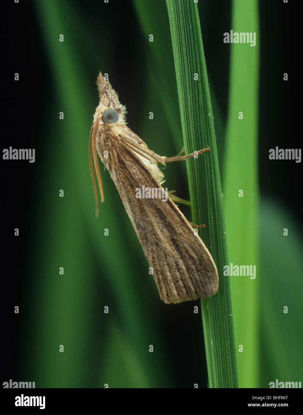 Striped stem borer (Chilo suppressalis) moth on rice stem Stock Photo