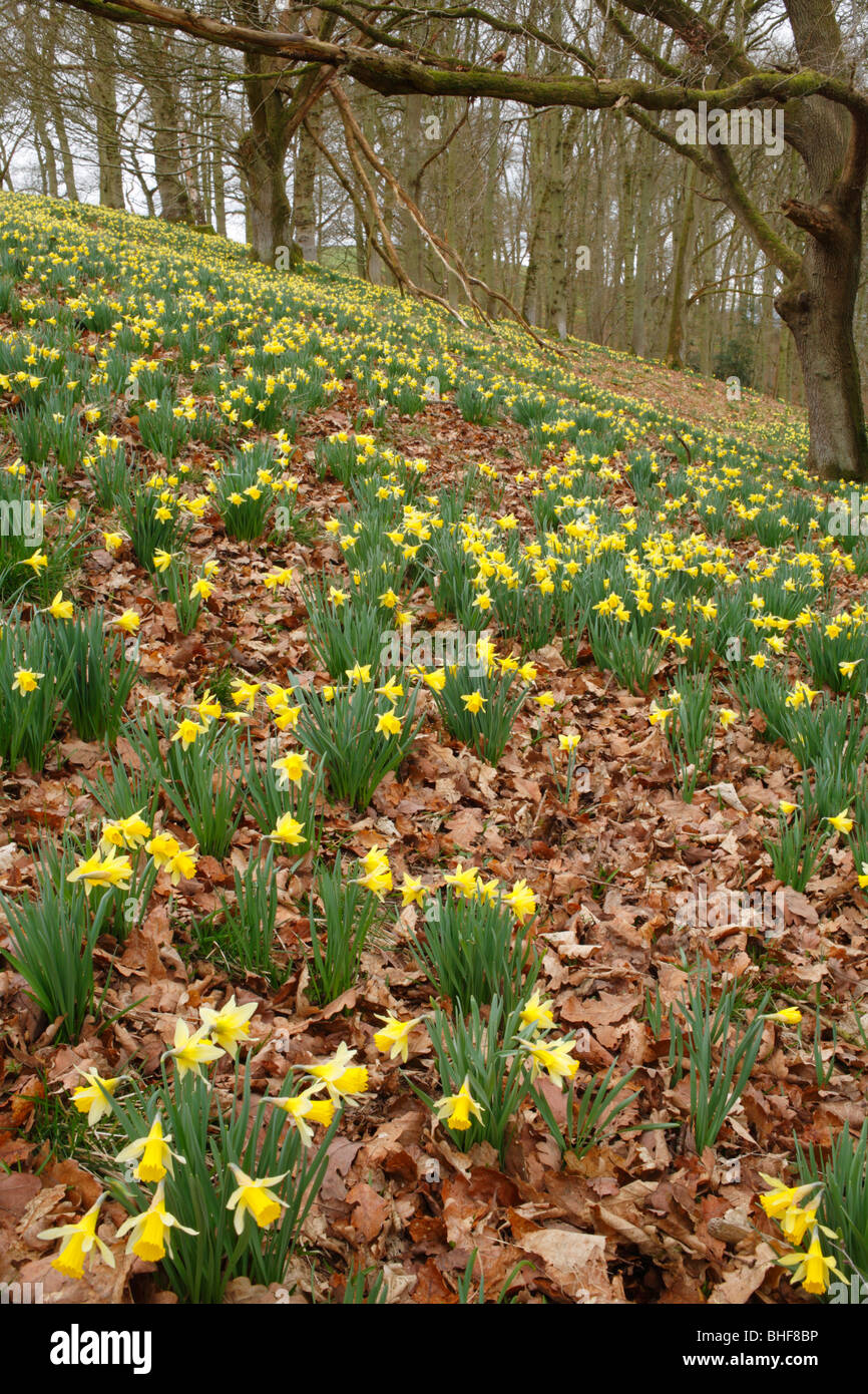 Wild Daffodils (Narcissus pseudonarcissus) flowering in woodland. Powys, Wales. Stock Photo