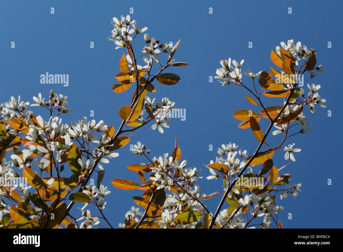 Flowering branches of Amelanchier or Snowy Mespil (Amelanchier lamarkii). Garden origin. Stock Photo