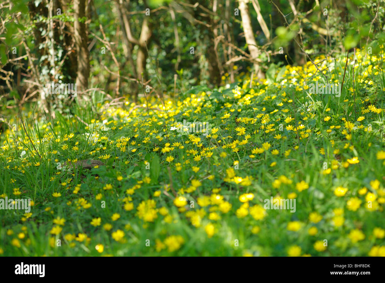 A carpet of Lesser Celandines (Ranunculus ficaria) flowering in coppice woodland. Powys, Wales, UK. Stock Photo