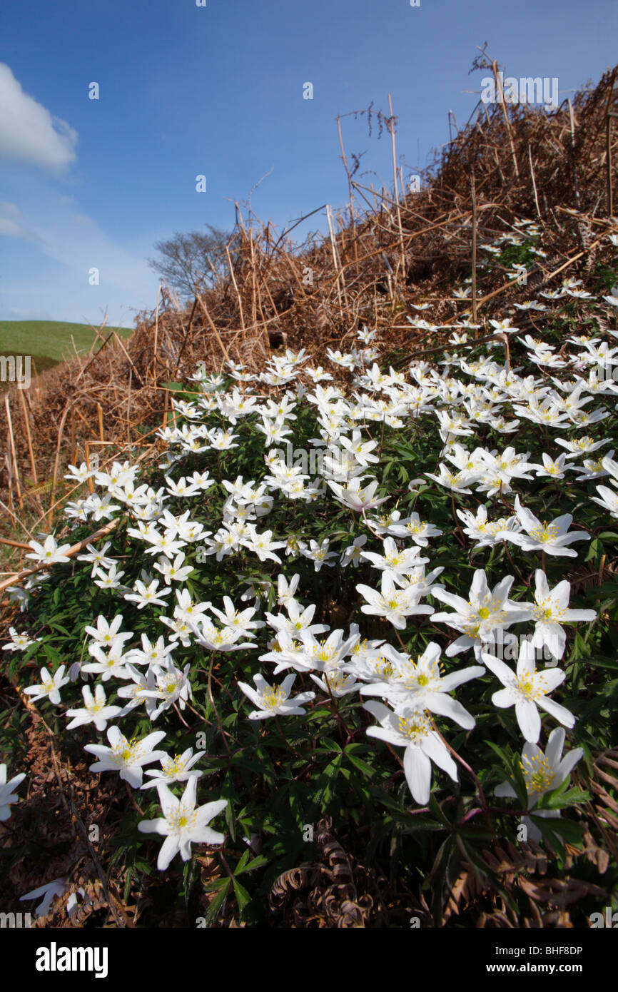 Wood Anemones (Anemone nemorosa) flowering amongst braken. Powys, Wales, UK. Stock Photo