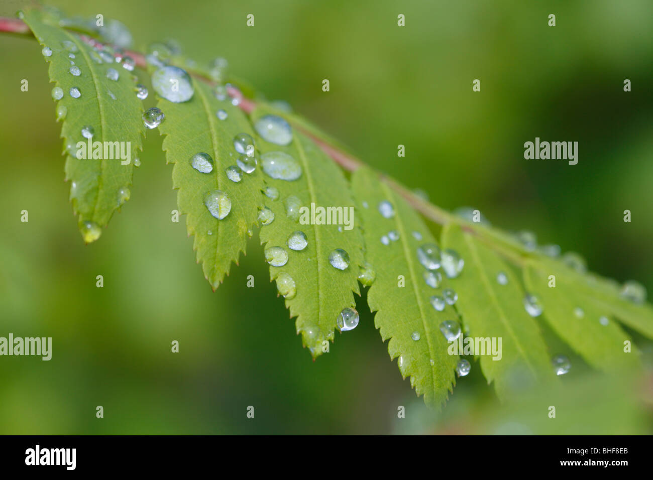 Raindrops on a leaf of Staghorn Sumach (Rhus typhina). Garden tree. Stock Photo